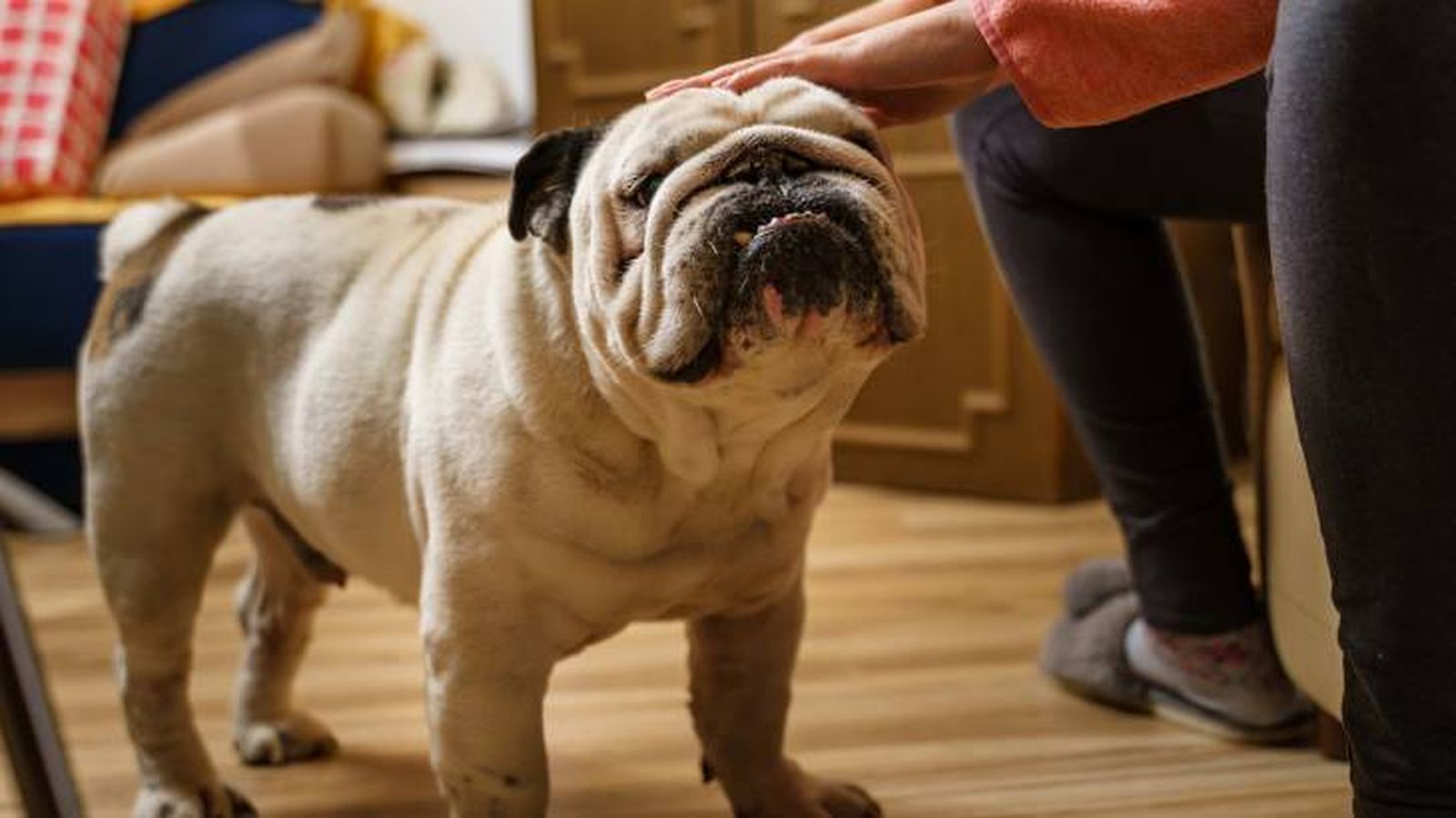 El Bulldog es un perro perfecto para personas tranquilas El Bulldog es un perro perfecto para personas tranquilas
