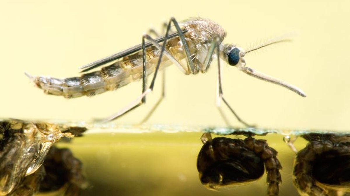 que pasaria si desaparecieran los mosquitos 3