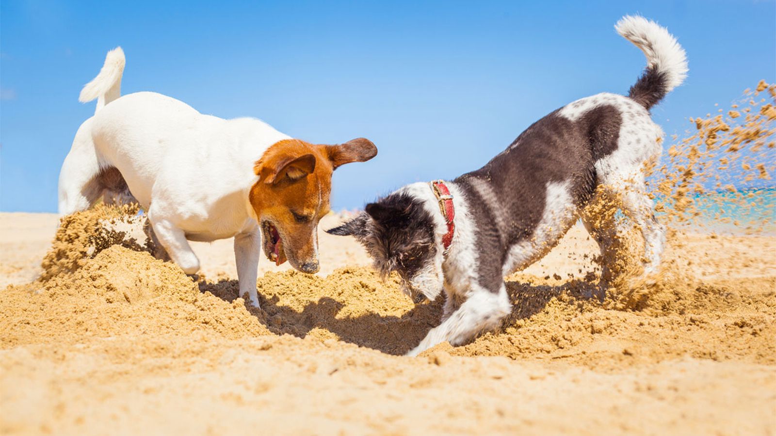 perros en la playa perros en la playa