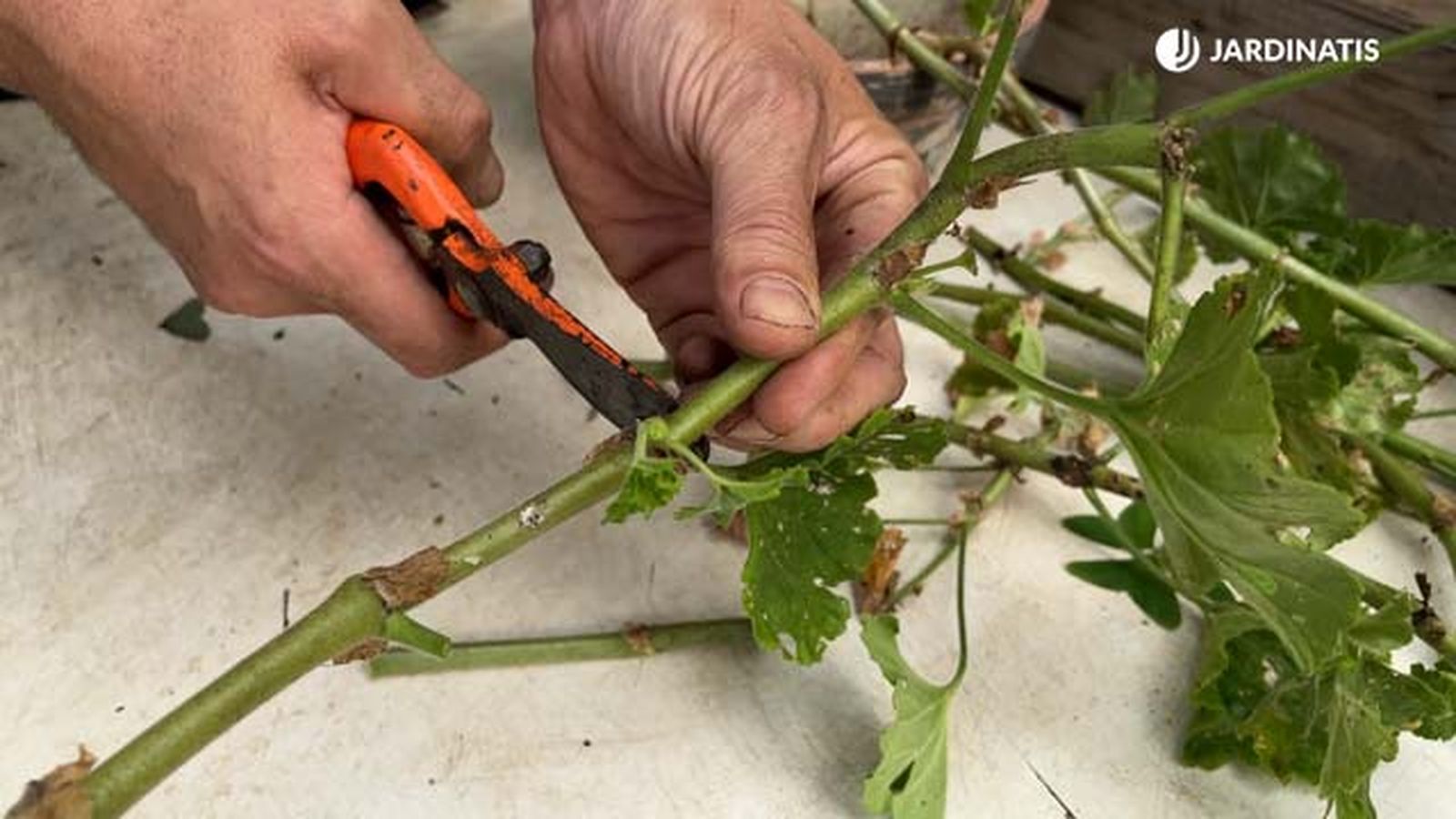 como hacer esquejes tras la poda del geranio jardinatis 22 23 como hacer esquejes tras la poda del geranio jardinatis 22 23