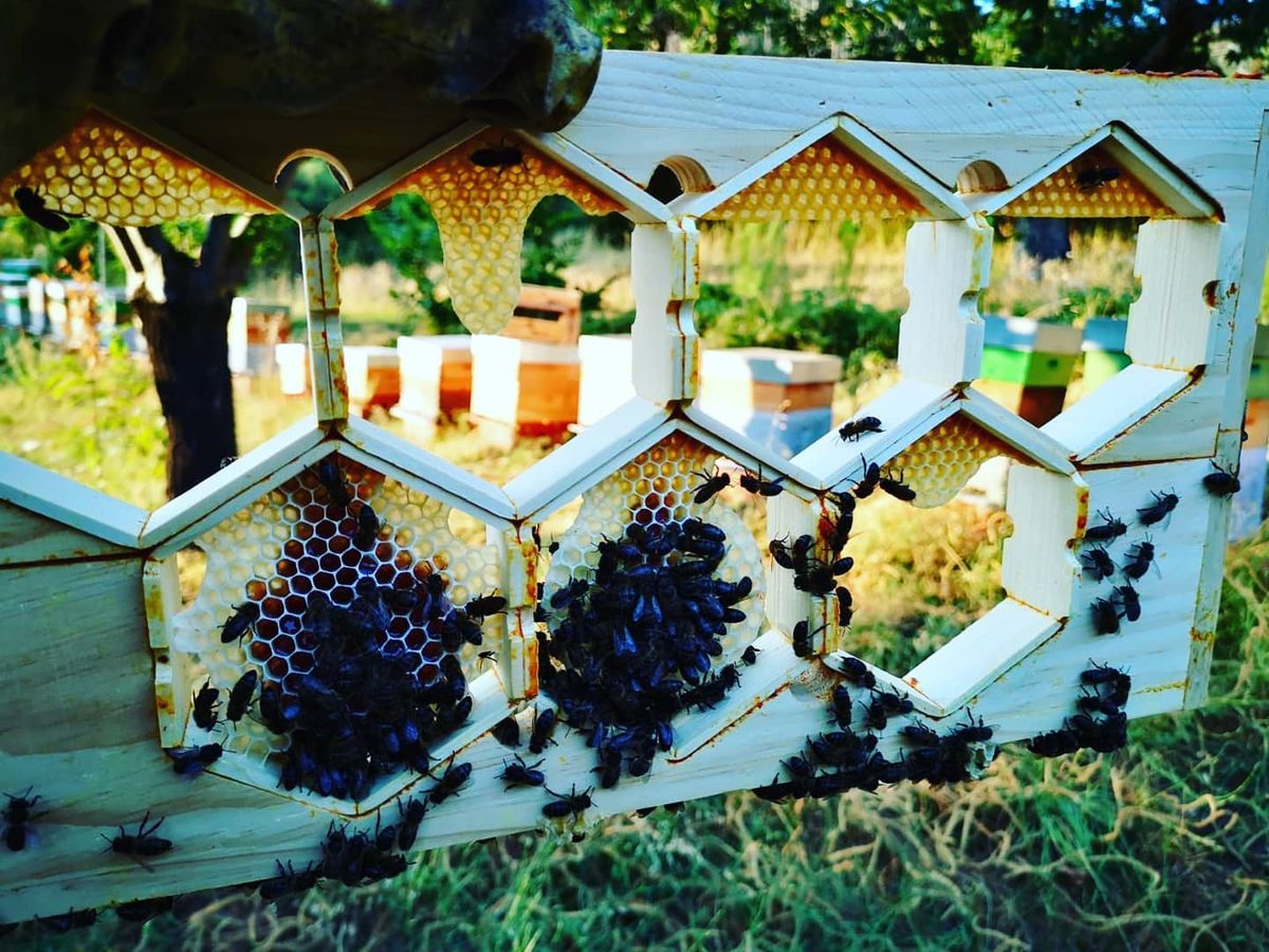 Panales ecológicos de Labejazul en El Bierzo. Las abejas construyen su propia cera, lo que garantiza una miel pura, sin residuos y completamente natural.