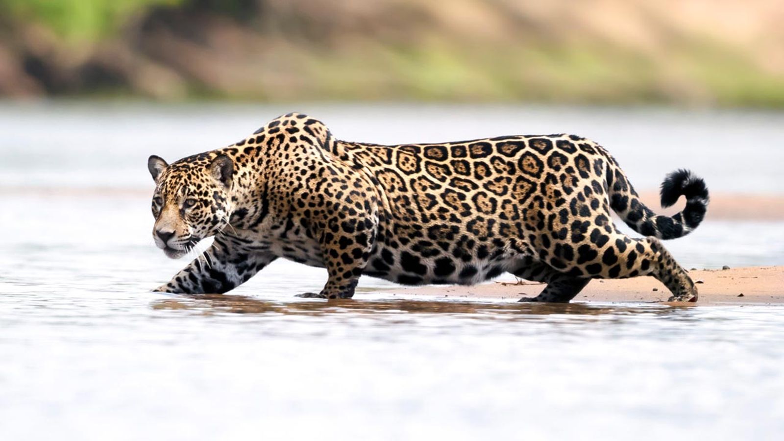 jaguar diferencias leopardo guepardo 5 jaguar diferencias leopardo guepardo 5