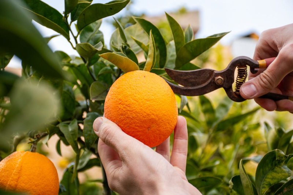No podes el naranjo antes de que hayas recogido su cosecha