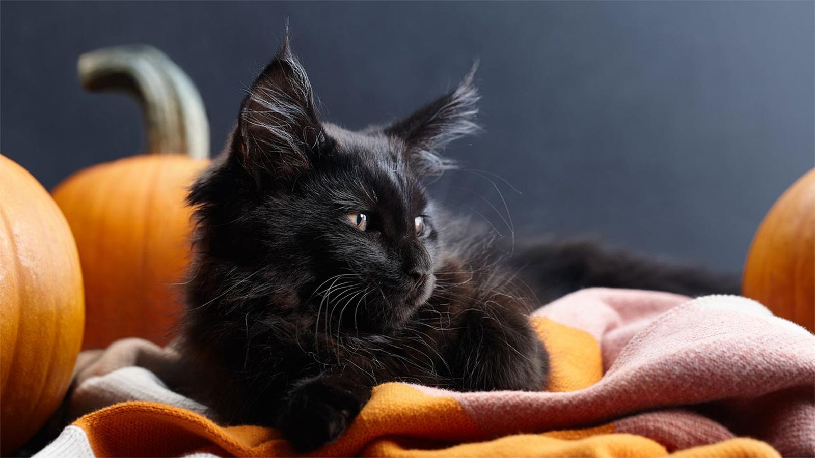 gatos negros simbolo halloween portada