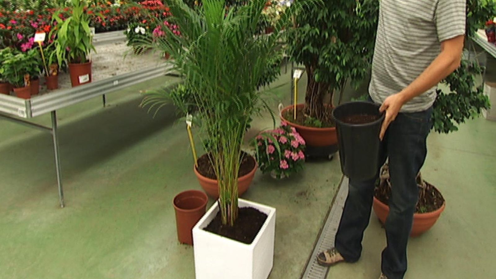 deco 403 aporte estetico areca deco 403 aporte estetico areca
