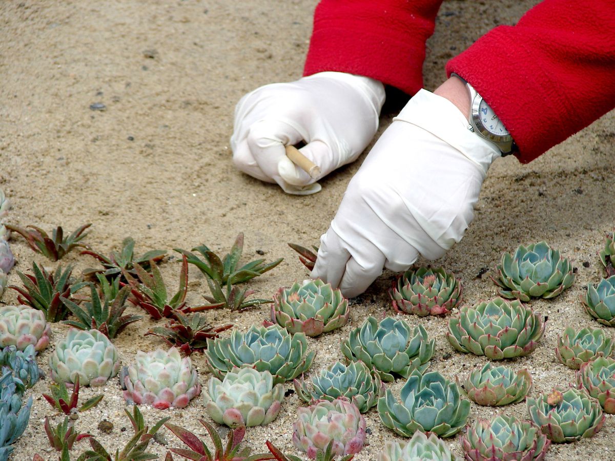 Cómo reproducir plantas crasas mediante esquejes 1