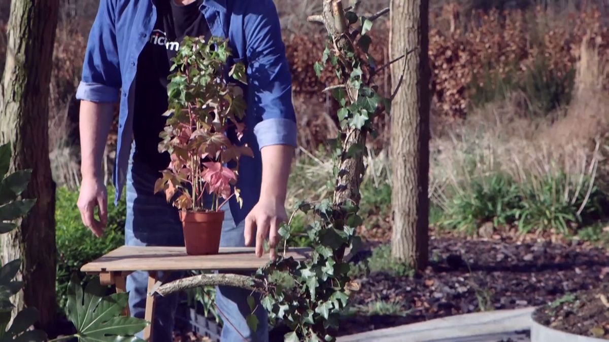 brico 940 3 fatsedera hedera helix