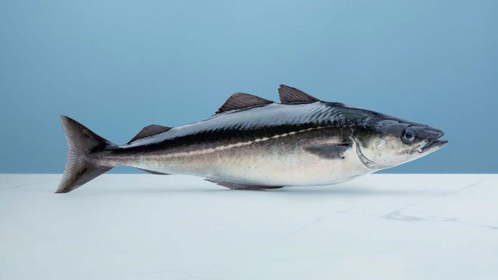 fogonero xl
