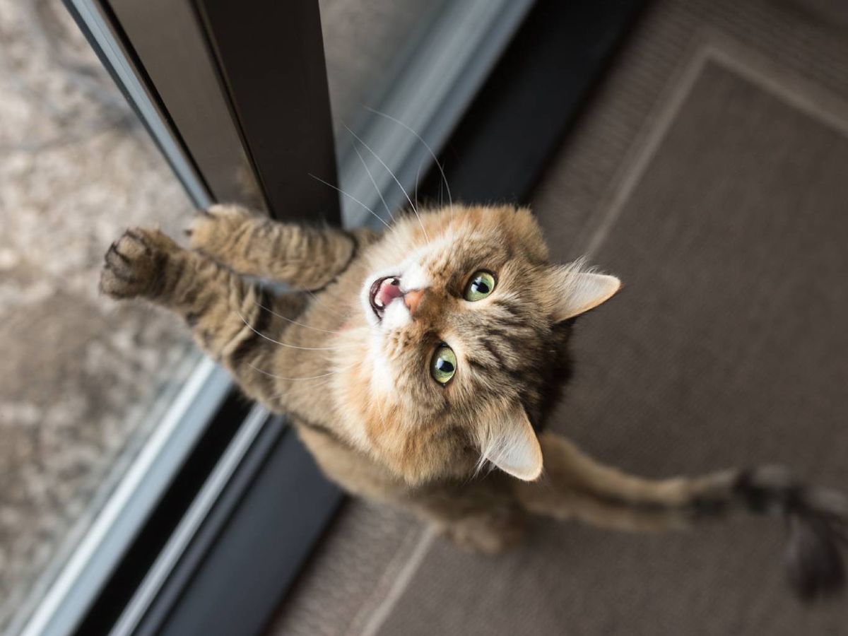 Tras la castración, los niveles hormonales de tu gata comenzarán a cambiar.