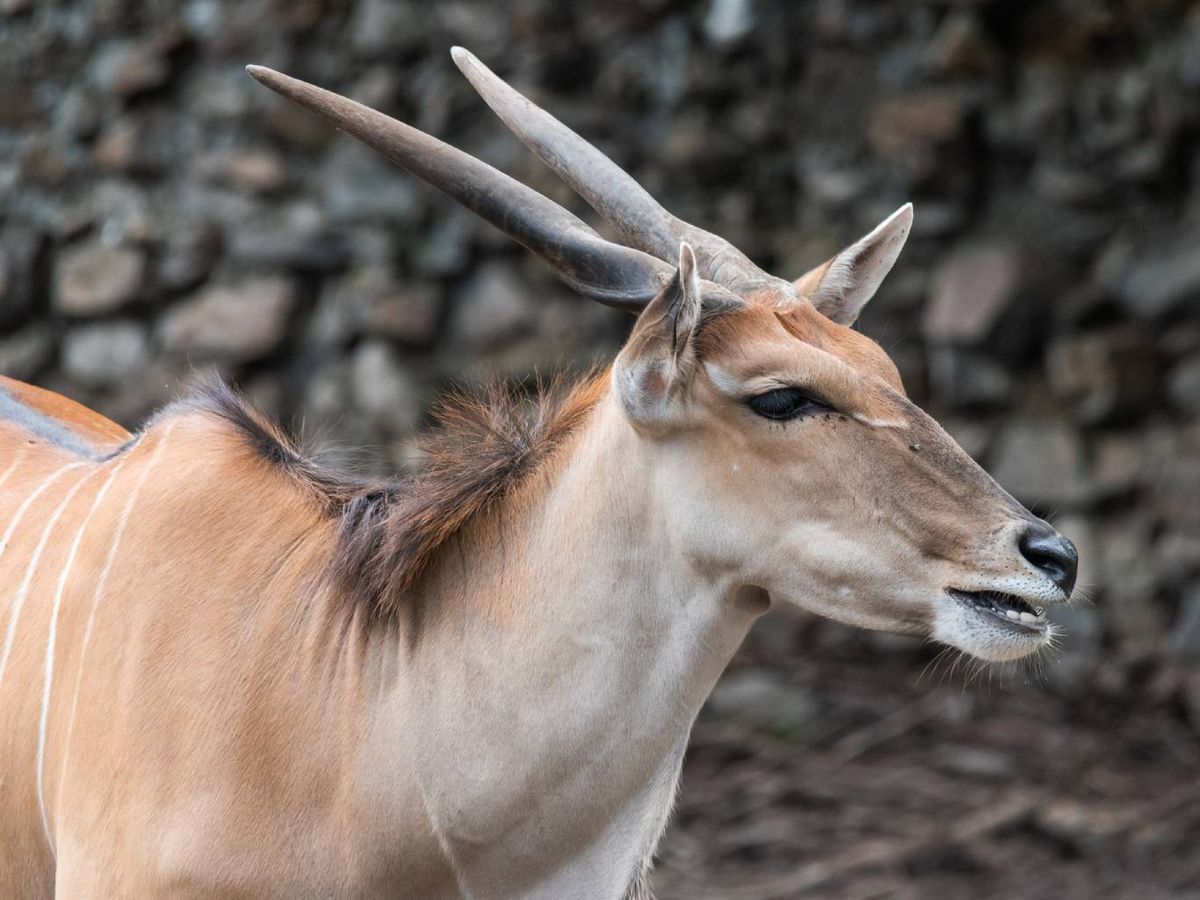 El eland gigante es, como su nombre sugiere, el mayor antílope del mundo.