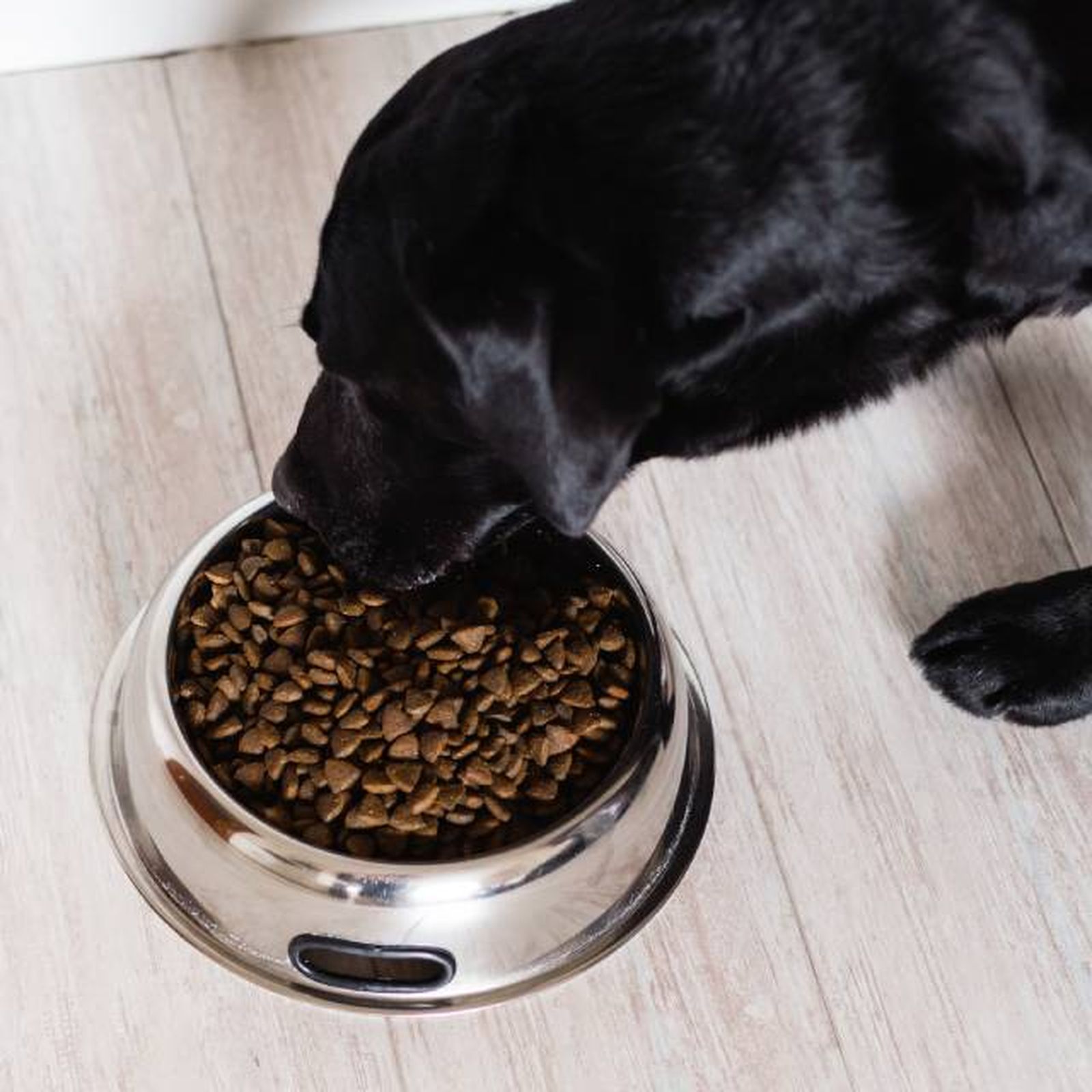 productos para perros mas vendidos amazon pienso perro productos para perros mas vendidos amazon pienso perro