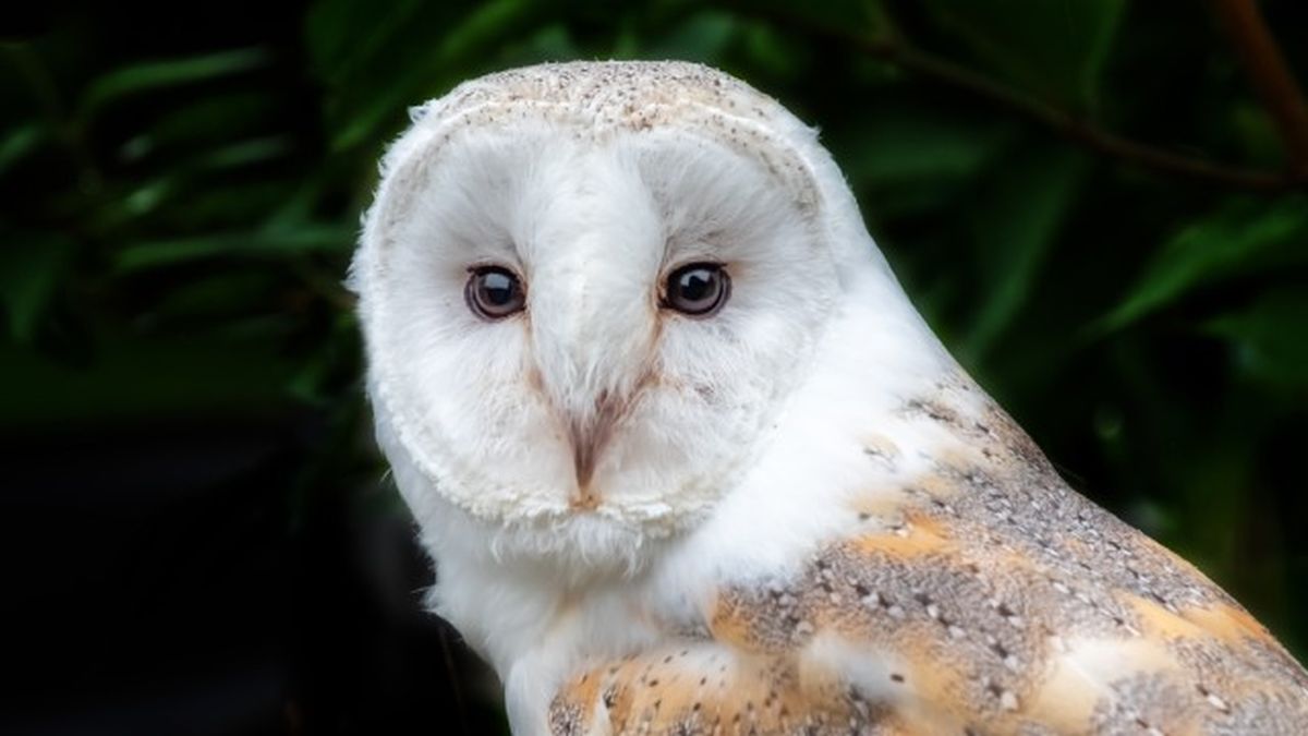 animales que empiezan por l 1