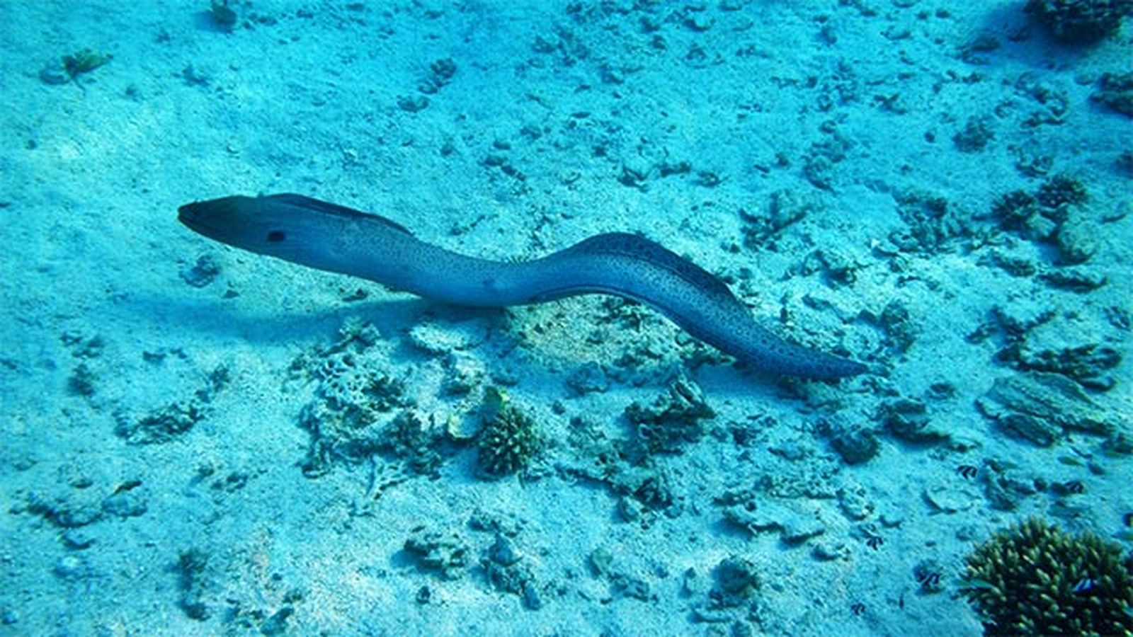 anguila anguila