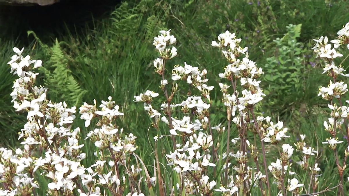 deco 736 jardineria libertia tallos