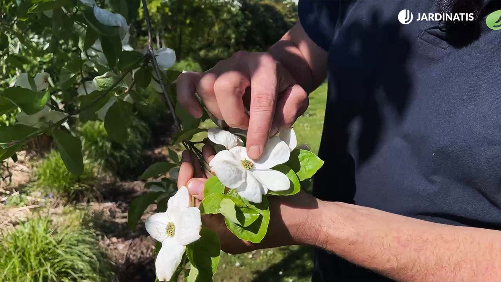 Cornus eddies white wonder arbol flor blanca