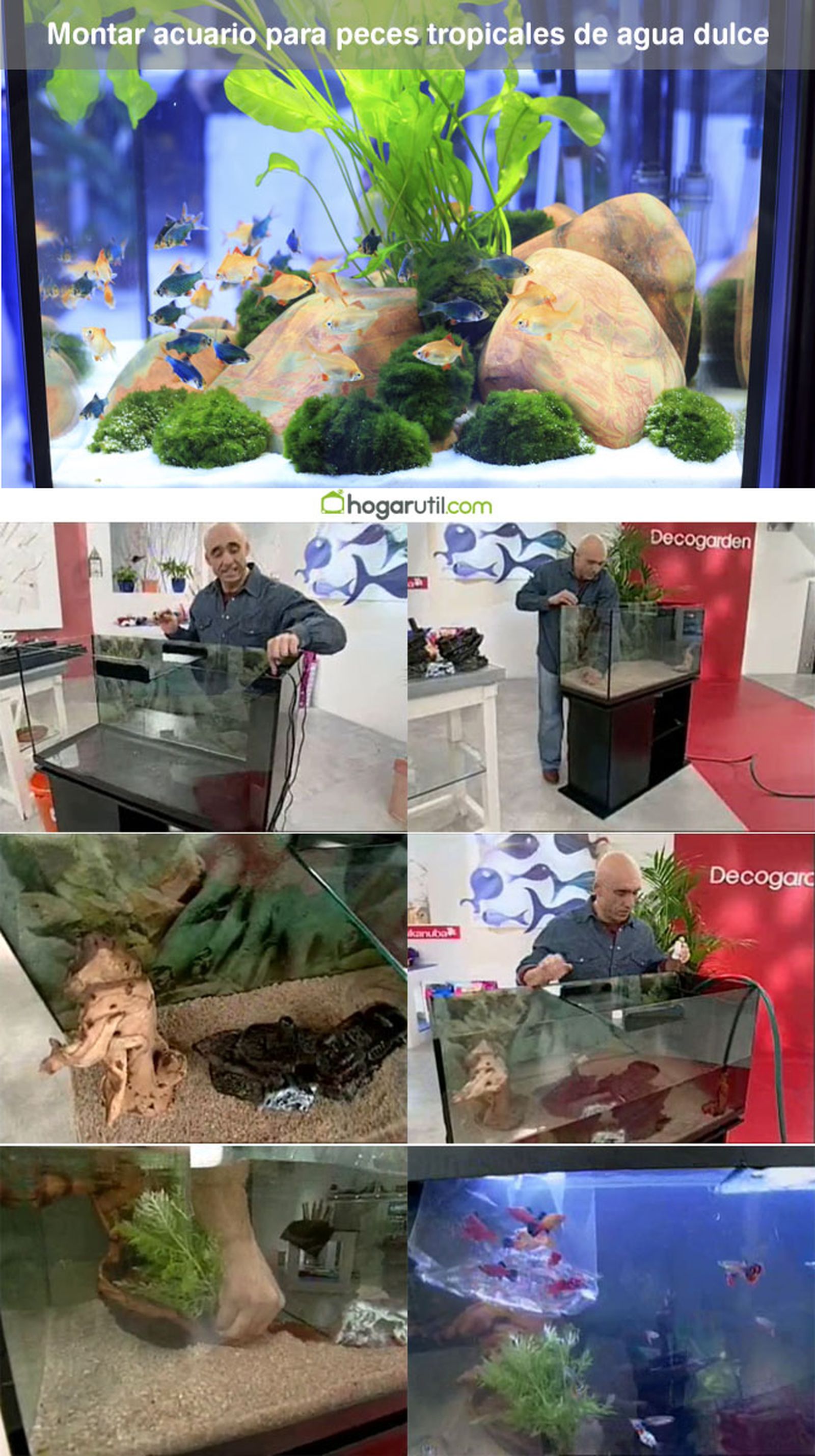 DEKO_MASCOTAS_054_Acuario peces tropicales agua dulce pasos DEKO_MASCOTAS_054_Acuario peces tropicales agua dulce pasos