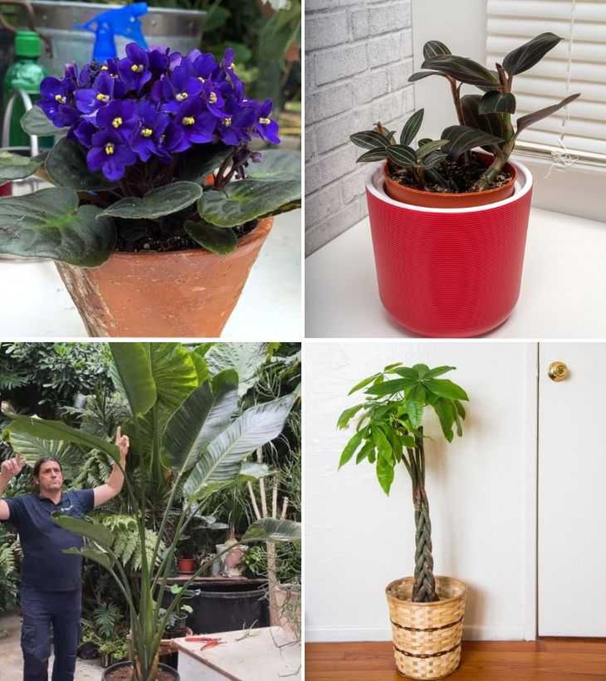 violeta africana ludisia discolor strelitzia augusta o pachira aquatica planta de interior