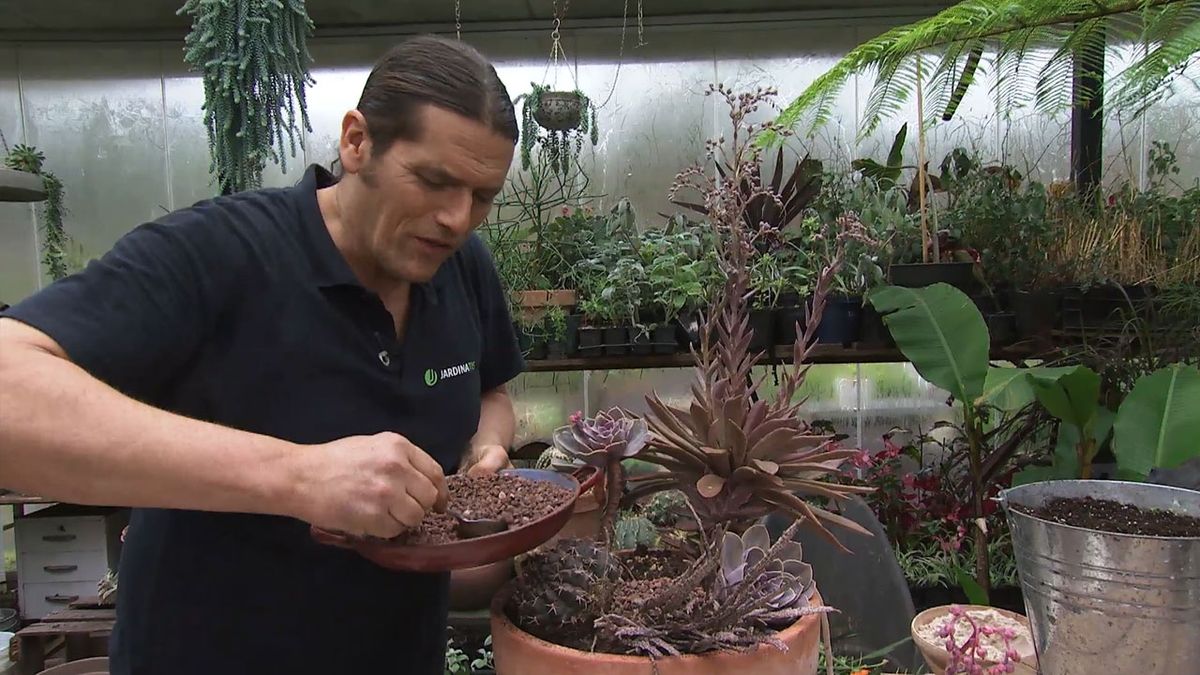 deco 766 jardin composicion plantas crasas marrones cobertura grava