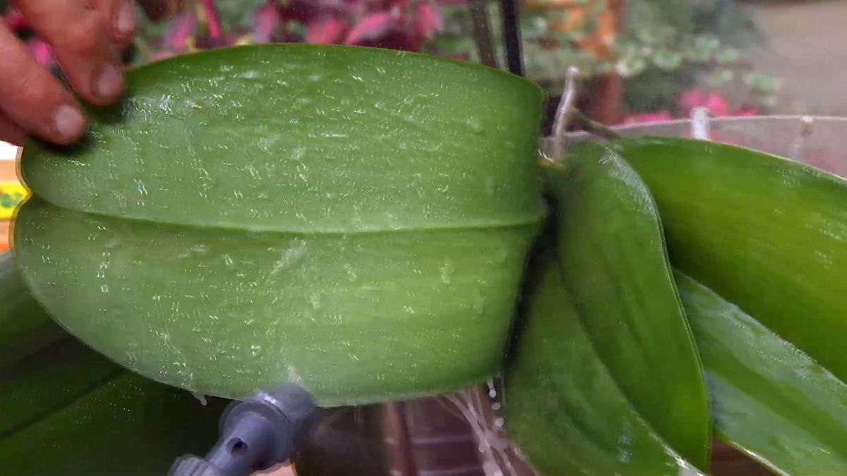 deco 659 eliminar plaga cochinilla productos bio pulverizar