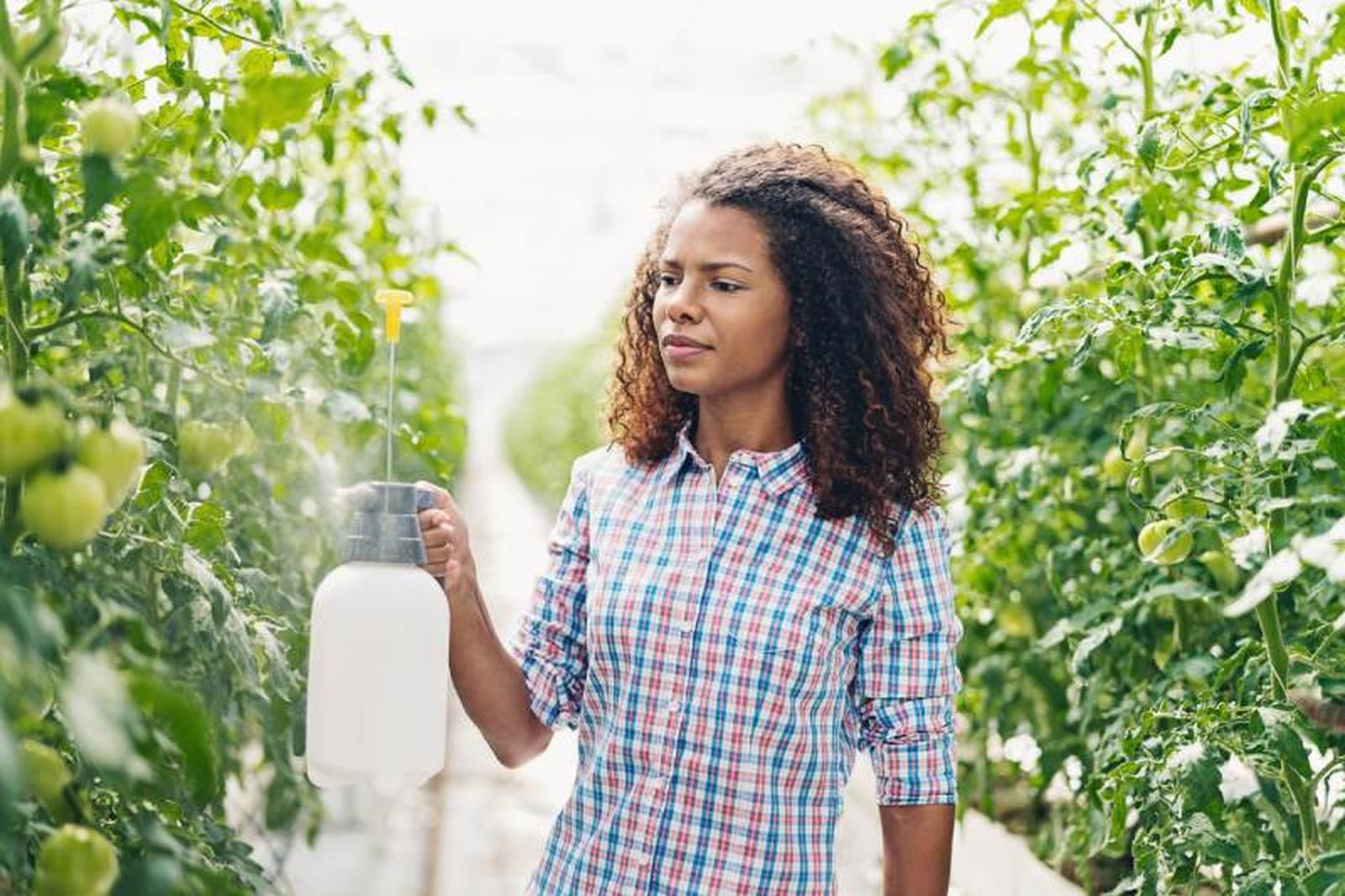 Los tratamientos preventivos con clave para evitar la oruga del tomate