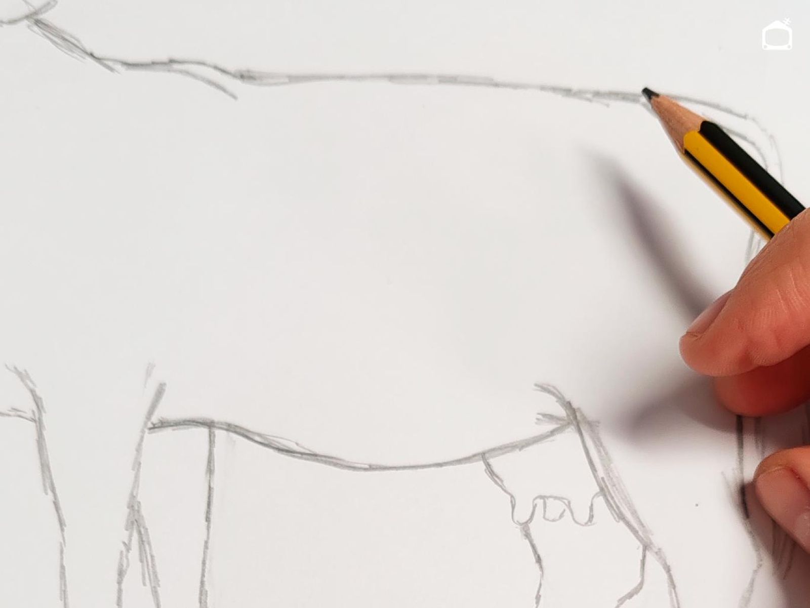 Paso cinco para dibujar una vaca realista. Paso cinco para dibujar una vaca realista.