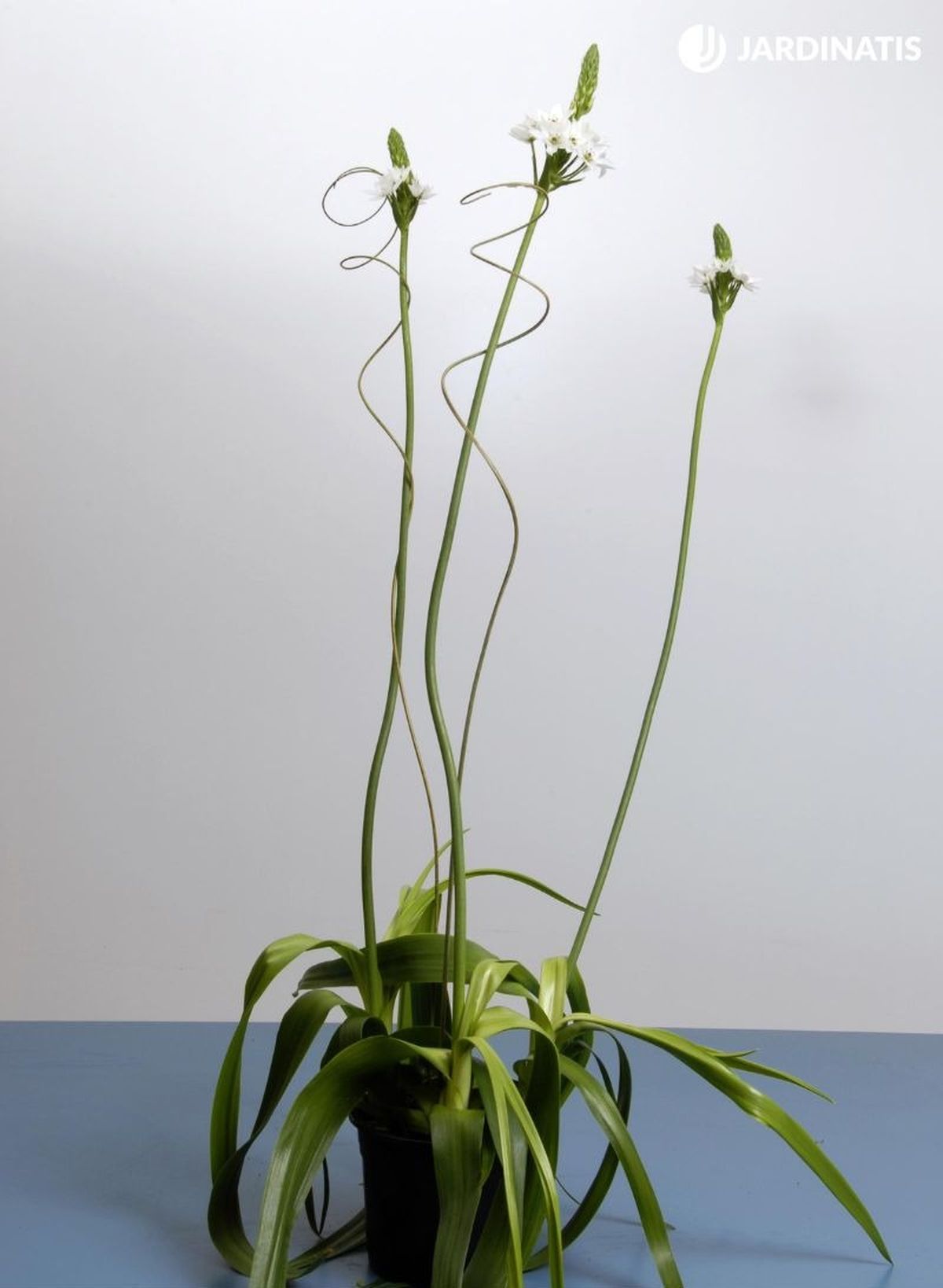 Suele ser recomendable colocar unas varas al Ornithogalum thyrsoides