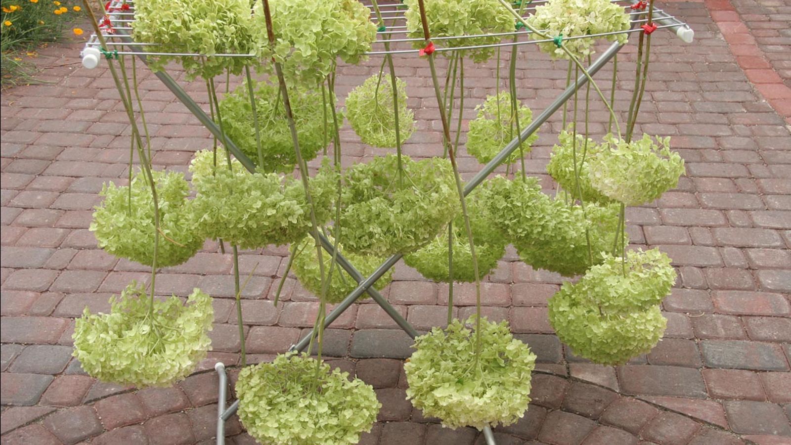 secar hortensias paso a paso secar hortensias paso a paso