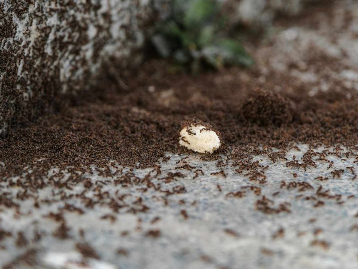 Colonia enorme de hormigas.