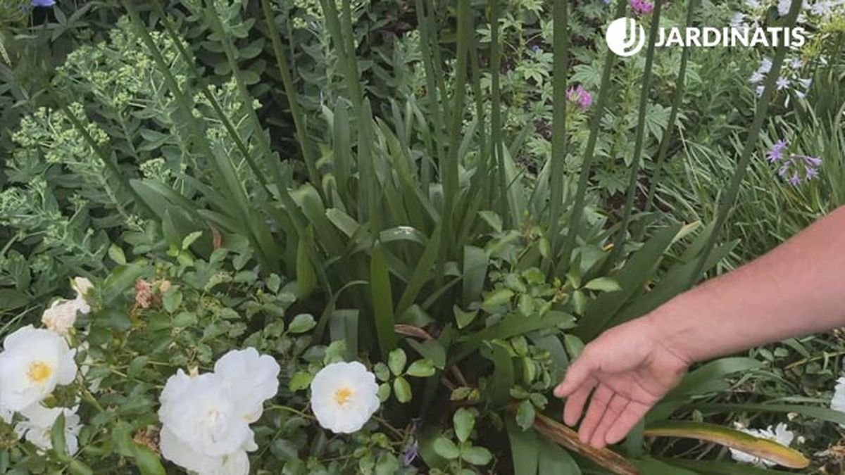 mata de hojas anchas del agapanthus jardinatis