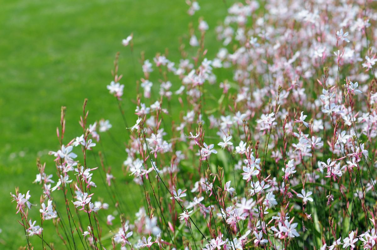 Plantas vivaces de color blanco   gaura