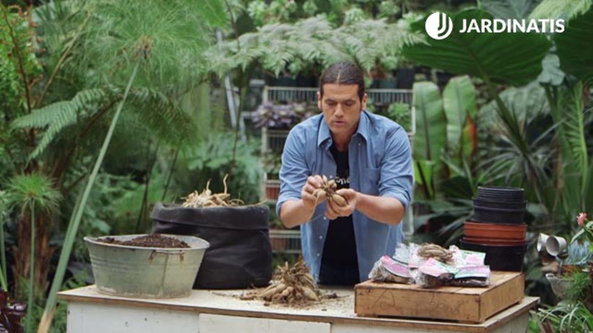 como dividir correctamente bulbos de dalias brico 944 jardin