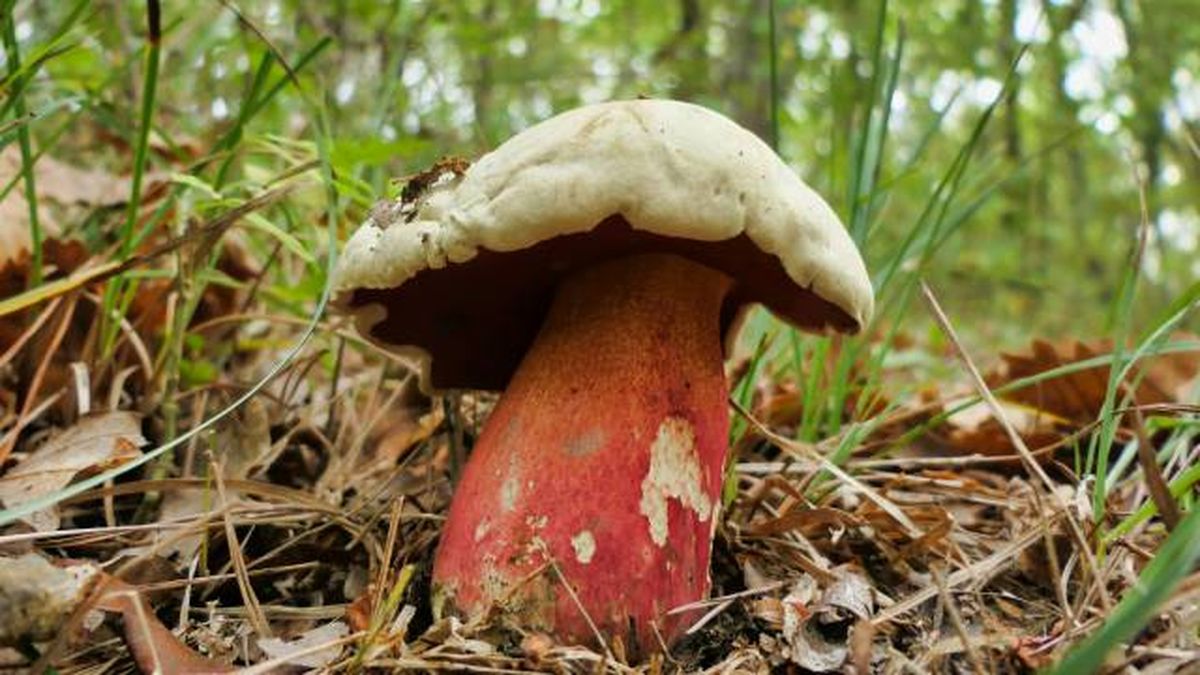 setas toxicas venenosas mascotas Espana Boletus satanas