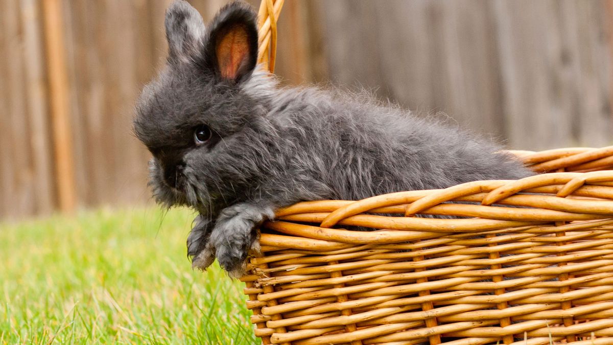 conejo angora colores