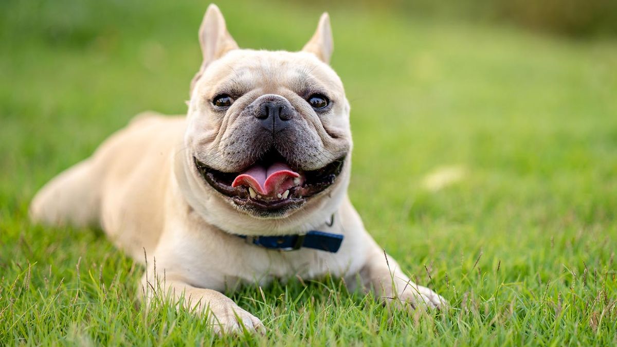 razas perros pequenos 4 bulldog frances