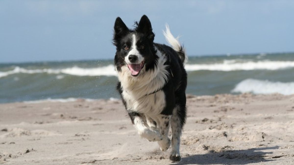 border collie 12