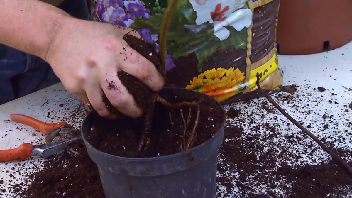 decogarden 0647 acodo tecnica reproduccion acodo magnolia soulangeana susan plantar