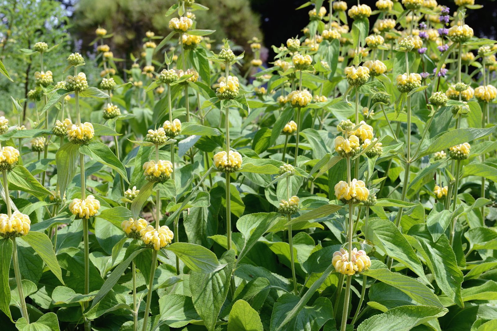 Parterre de plantas vivaces de floración amarilla Phlomis russeliana Parterre de plantas vivaces de floración amarilla Phlomis russeliana