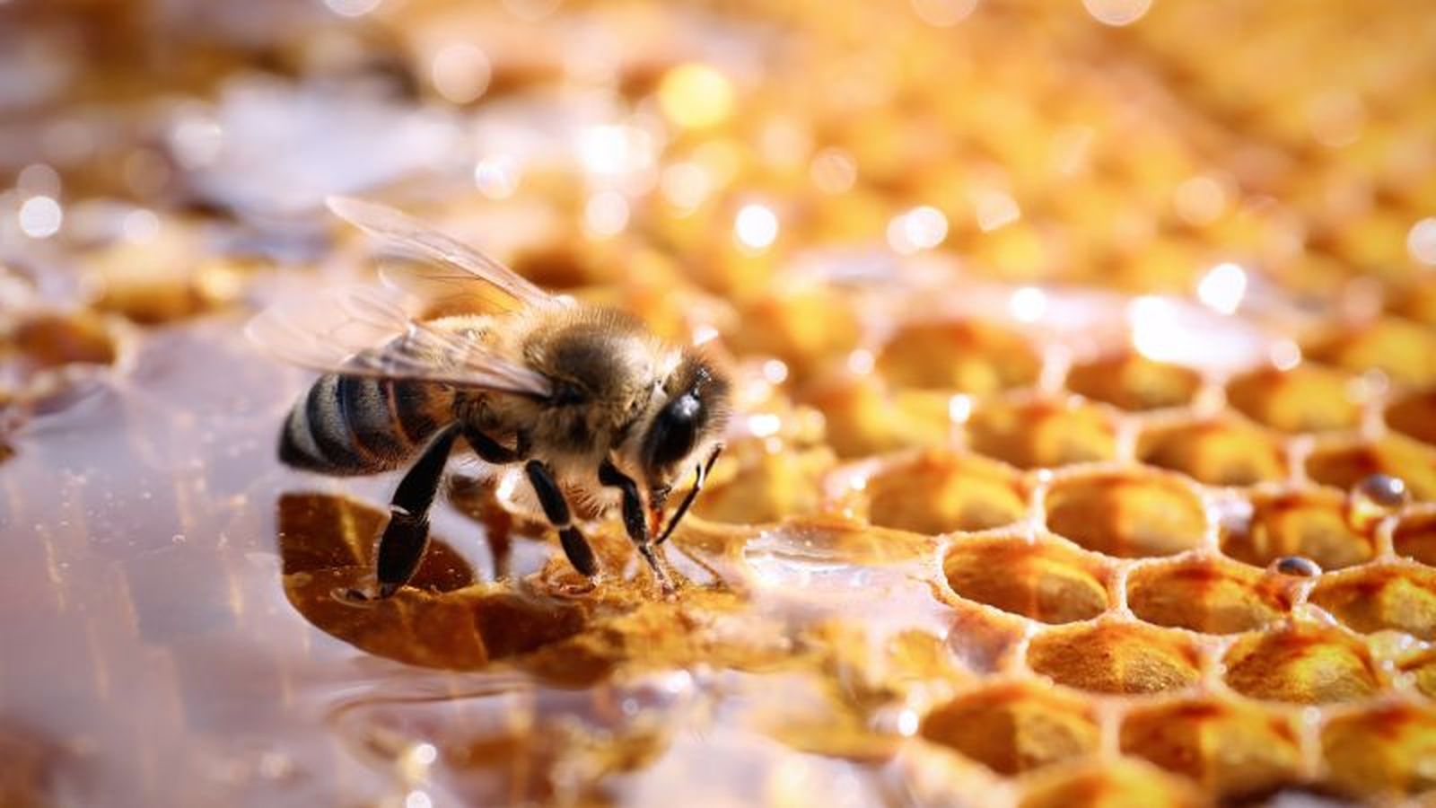 Abeja sobre panal y miel Abeja sobre panal y miel