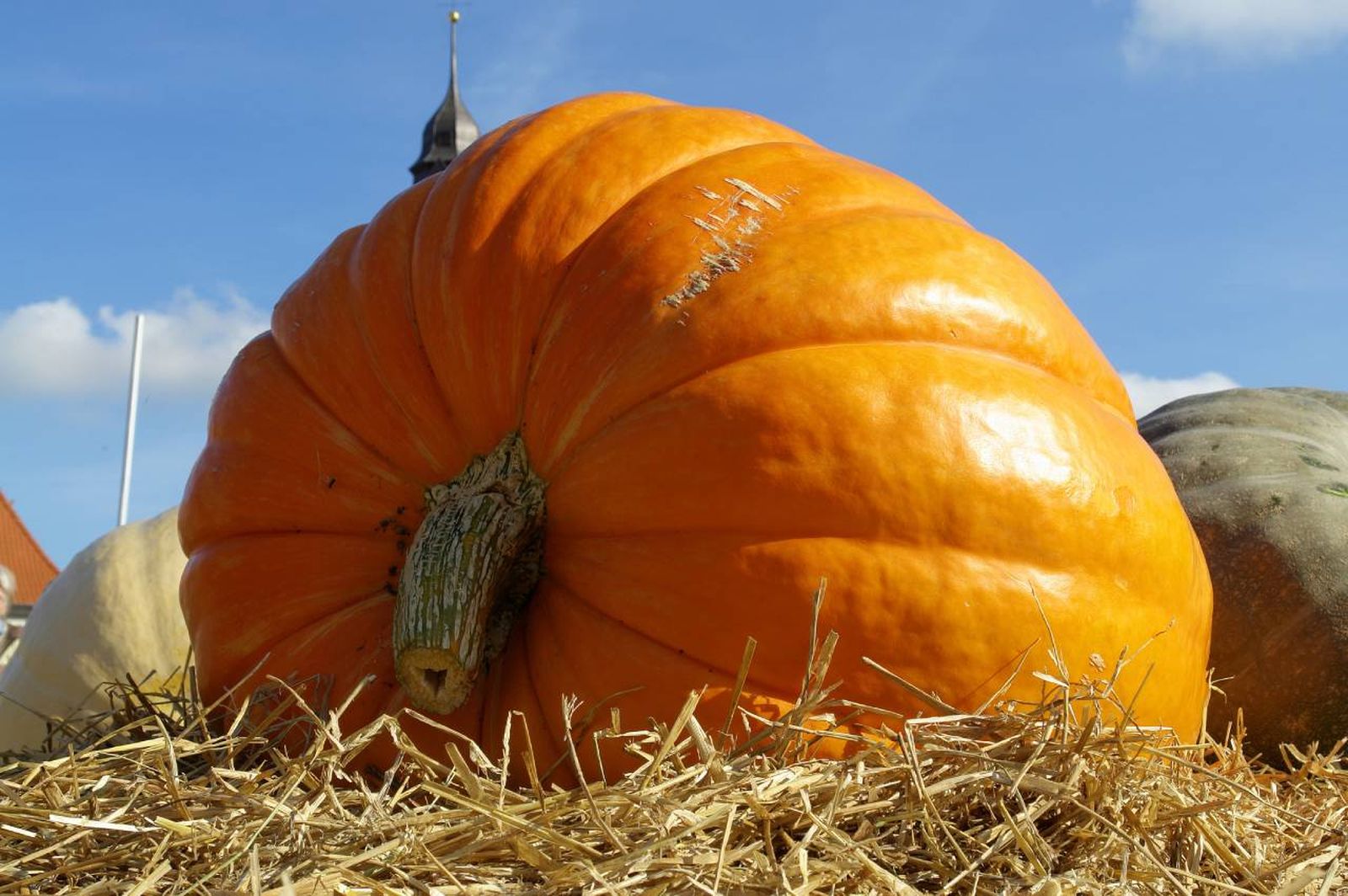 La calabaza ganadora de este certamen contaba con un peso de 1.121 kg.