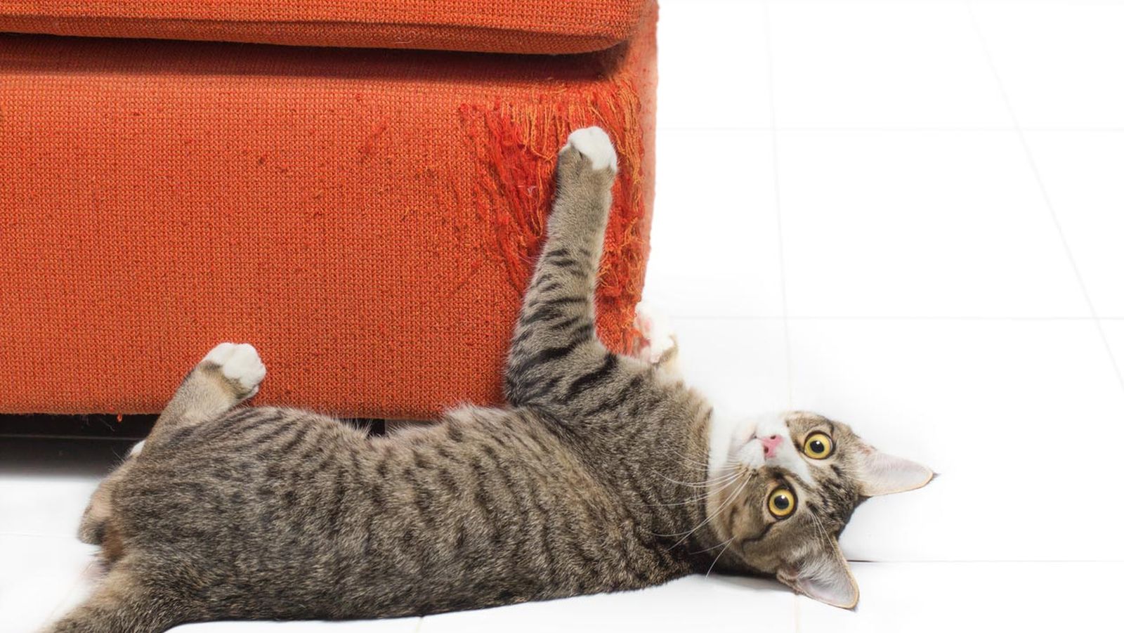 sofa aranazos gatos 1 sofa aranazos gatos 1