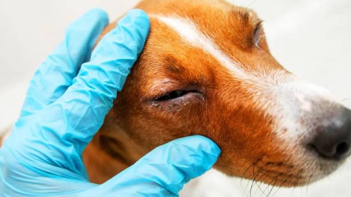 blefaritis en perros 6