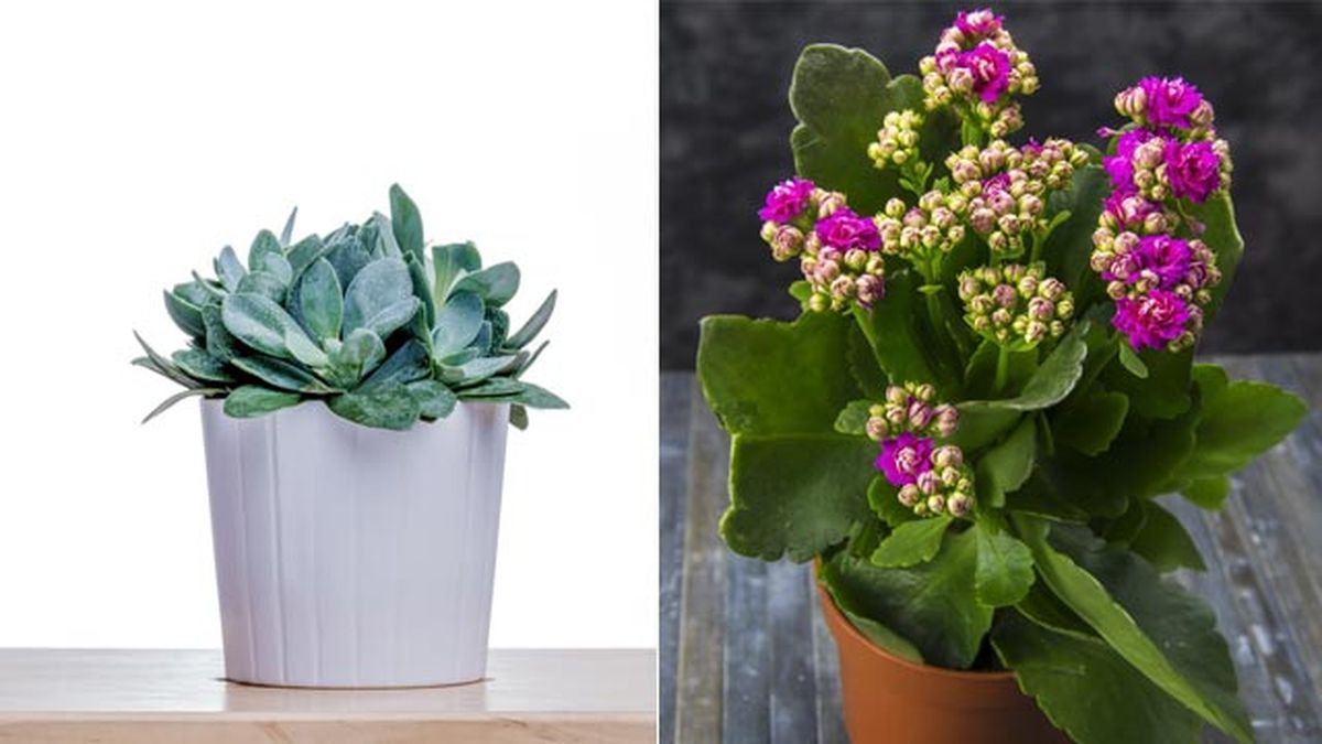 Senecio cephalophorus kalanchoe plantas pisos pequenos