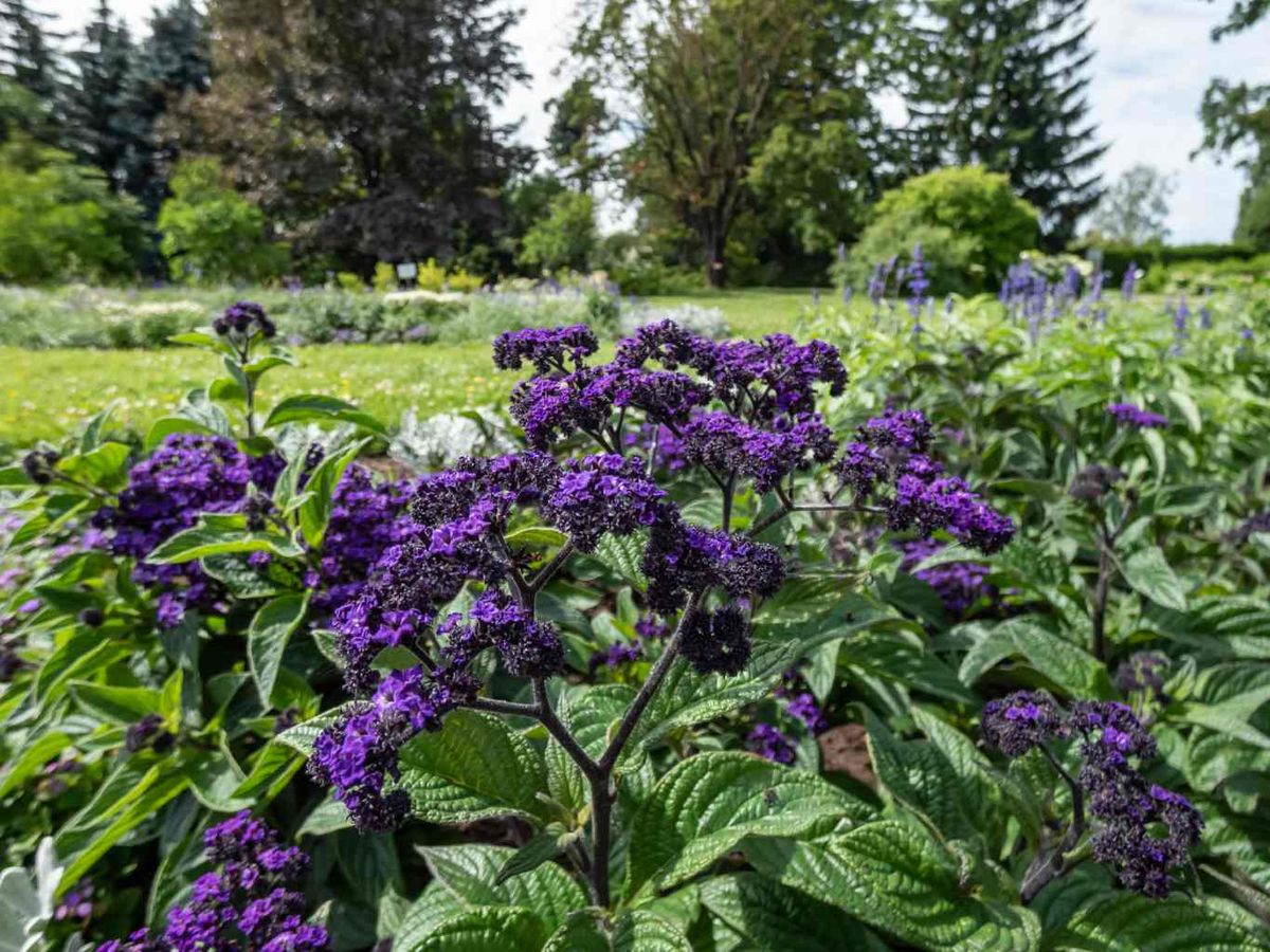 Heliotropium arborescens en el jardín.
