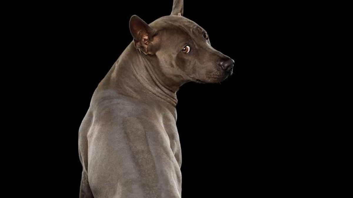 ridgeback tailandes cresta espalda