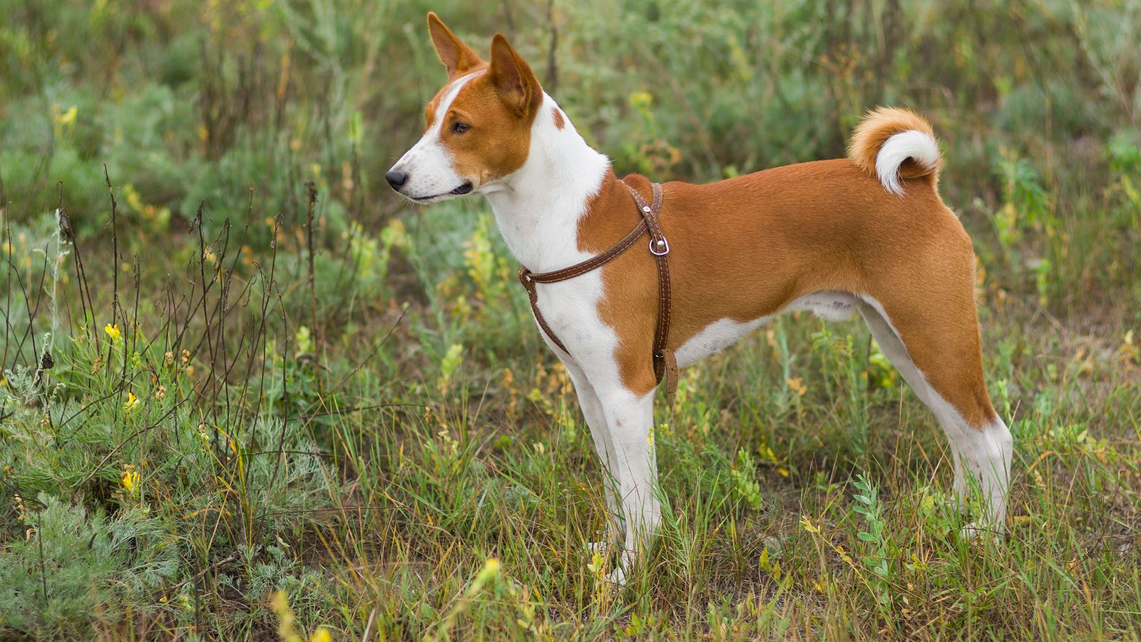 perros razas Africa Basenji perros razas Africa Basenji