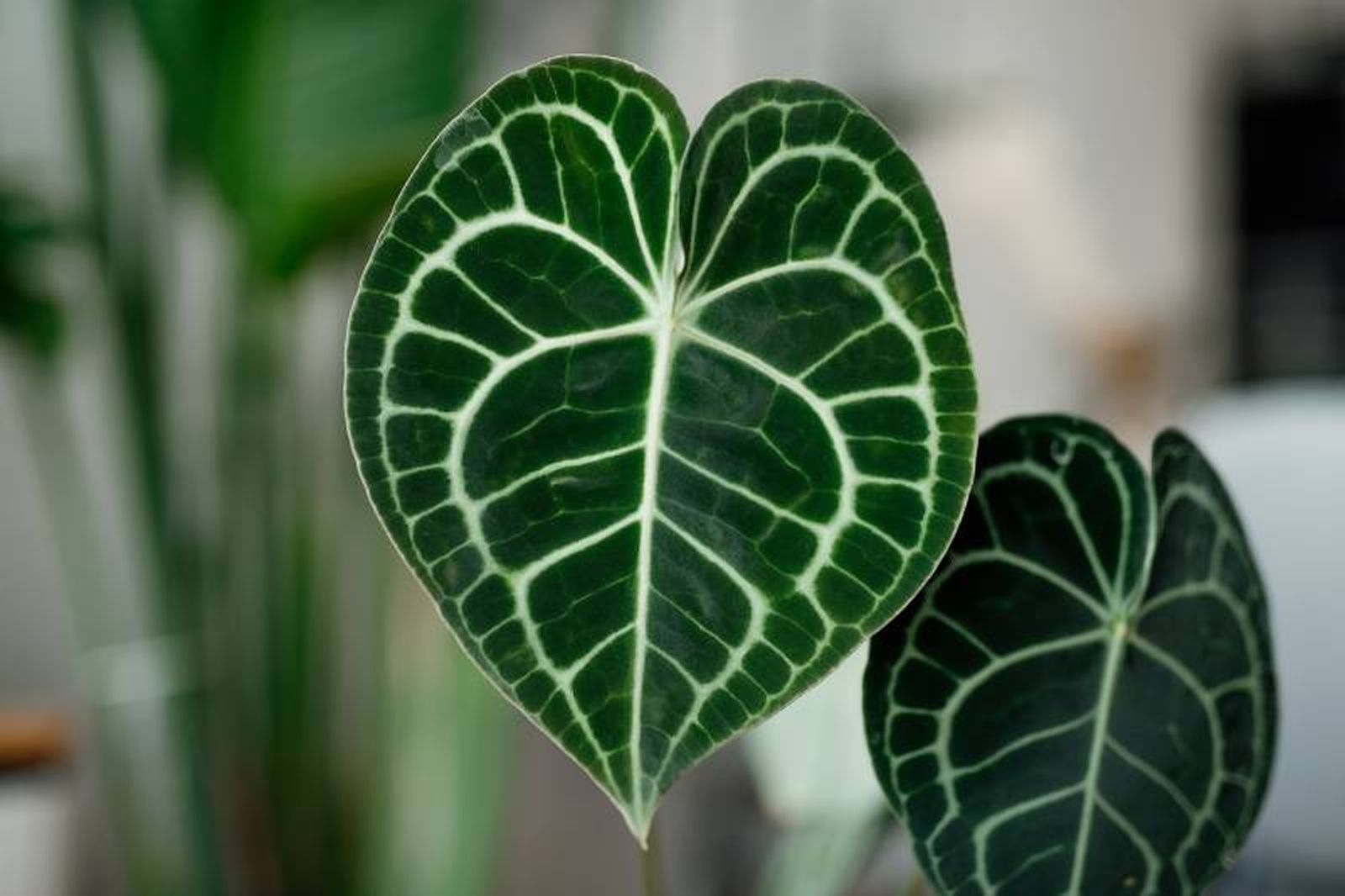 Esta planta es tan hermosa como difícil de conseguir. Esta planta es tan hermosa como difícil de conseguir.