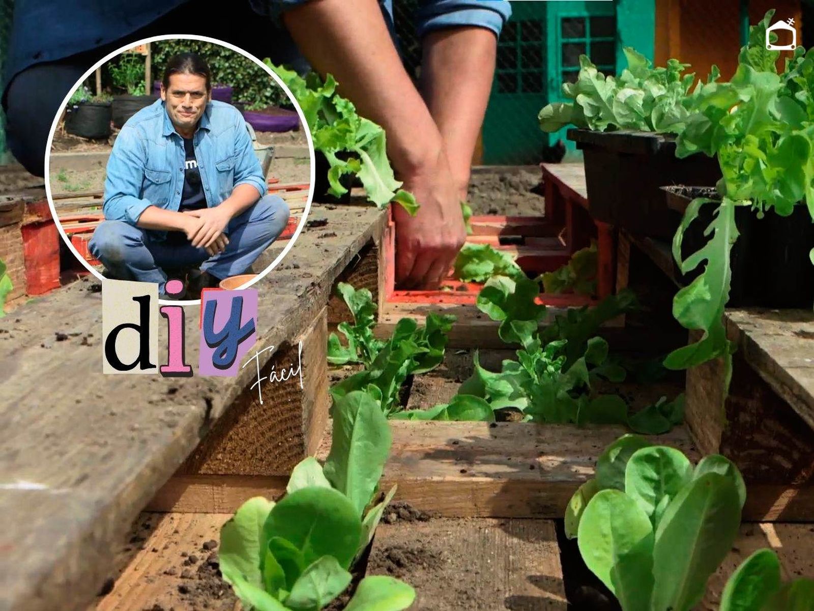Plantar lechugas en palets es una forma creativa y práctica de cultivarlas. Plantar lechugas en palets es una forma creativa y práctica de cultivarlas.