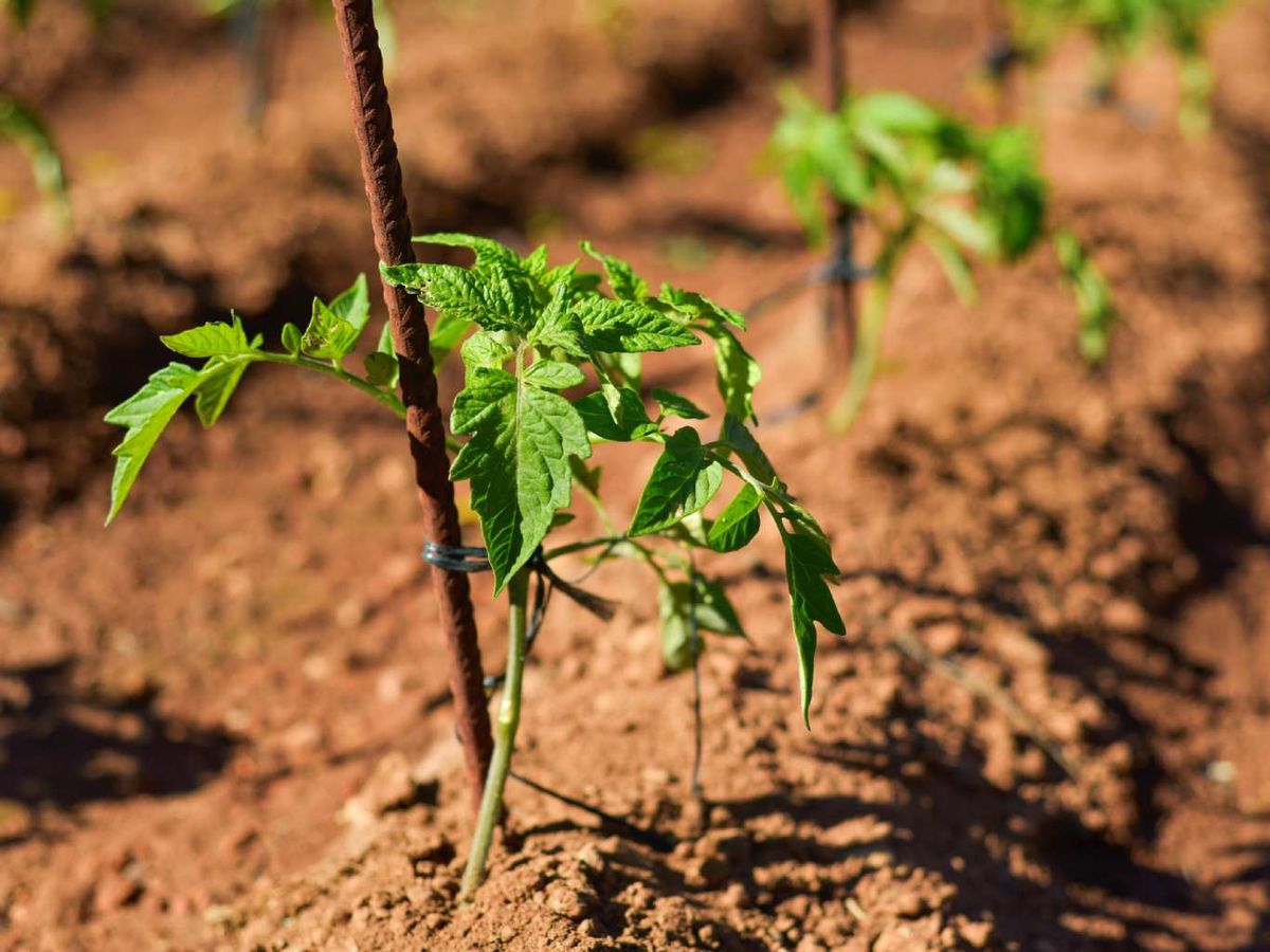 Tomatera entutorada.