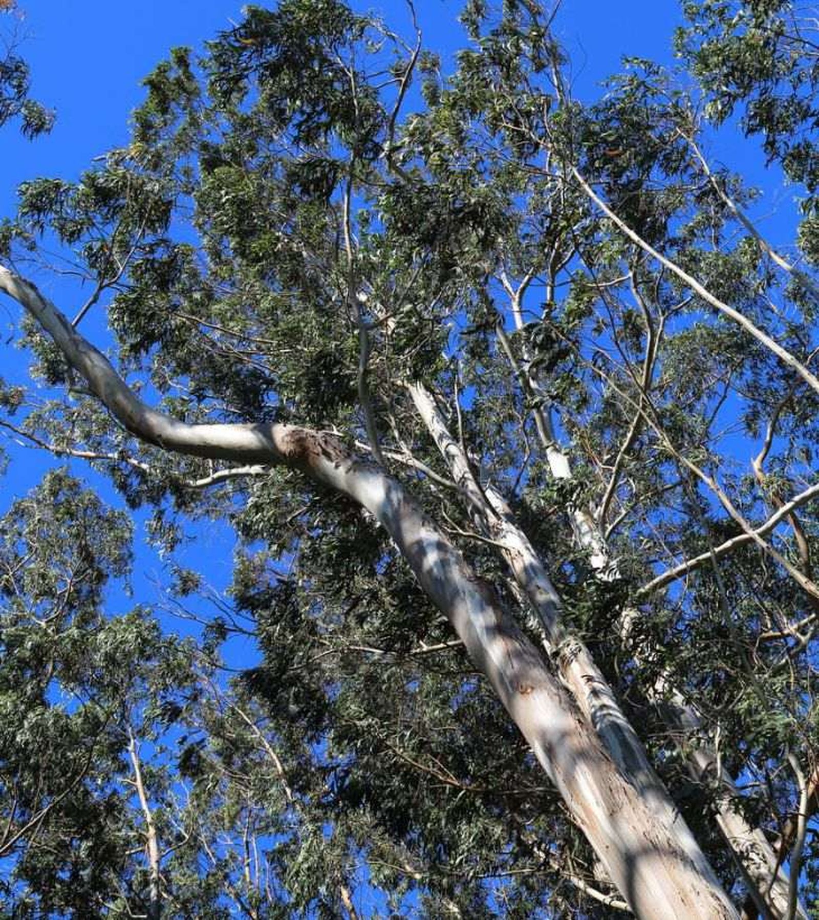 Eucalyptus globulus Eucalyptus globulus