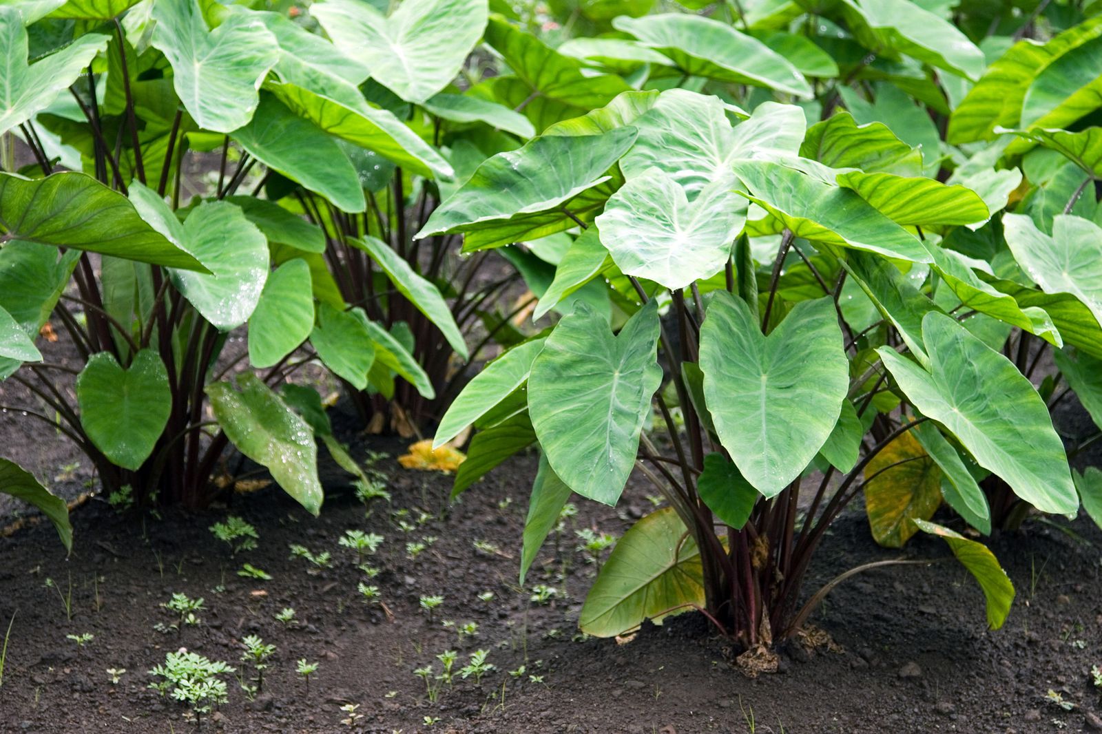 Plantas de hojas grandes: Oreja de elefante en jardinería